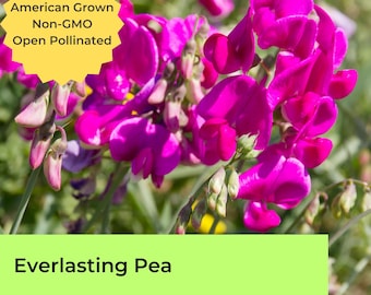 Everlasting Pea | ~20 seeds | Perennial Pea| Lathyrus latifolius  | Perennial Sweet Pea | Non-edible | Pink and White Flowers