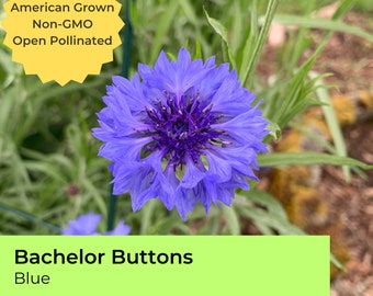 May include: A close-up of a blue bachelor button flower. The flower is in bloom and has a bright blue color. The text "American Grown Non-GMO Open Pollinated" and "Bachelor Buttons Blue" is visible in the image.