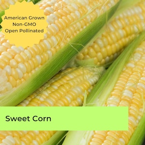 Peut inclure: Gros plan sur des épis de maïs doux, avec les enveloppes partiellement enlevées, révélant les grains jaunes. L'étiquette indique "American Grown Non-GMO Open Pollinated".