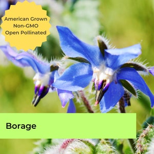 Op de afbeelding: Close-up van blauwe borage bloemen met harige stengels en groene bladeren. De bloemen hebben een stervormige vorm met vijf bloemblaadjes. De afbeelding bevat de tekst "American Grown Non-GMO Open Pollinated" en "Borage".