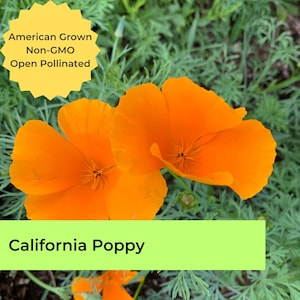 California Poppy | ~450 seeds | Golden poppy | Orange | Pollinator friendly | Non-GMO | American grown | Eschscholzia californica
