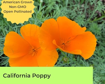May include: Two bright orange California Poppy flowers in bloom. The flowers are in focus, with a green background of foliage. The text "American Grown Non-GMO Open Pollinated" is in a yellow starburst shape above the flowers. The text "California Poppy" is in a green rectangle below the flowers.