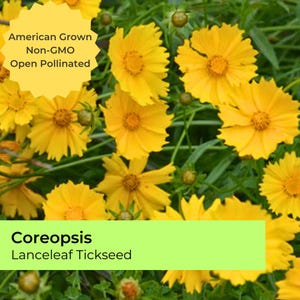 Peut inclure: Gros plan sur des fleurs jaunes vives de Coreopsis Lanceleaf Tickseed avec un feuillage vert foncé. L'image comprend le texte "American Grown, Non-GMO, Open Pollinated."