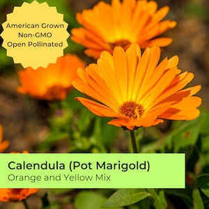 Calendula seeds | ~50 seeds | Pot Marigold | Yellow and Orange  | Pollinator friendly | Non-GMO | American grown | Calendula officinalis