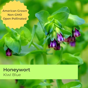 May include: A close-up of a Honeywort plant with purple flowers. The plant is labeled "Honeywort Kiwi Blue" and "American Grown Non-GMO Open Pollinated".