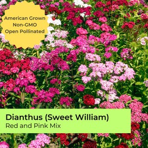 Dianthus | ~400 seeds | Sweet William | Pink and Red Mix | Pollinator friendly | Non-GMO | American grown | Dianthus barbatus