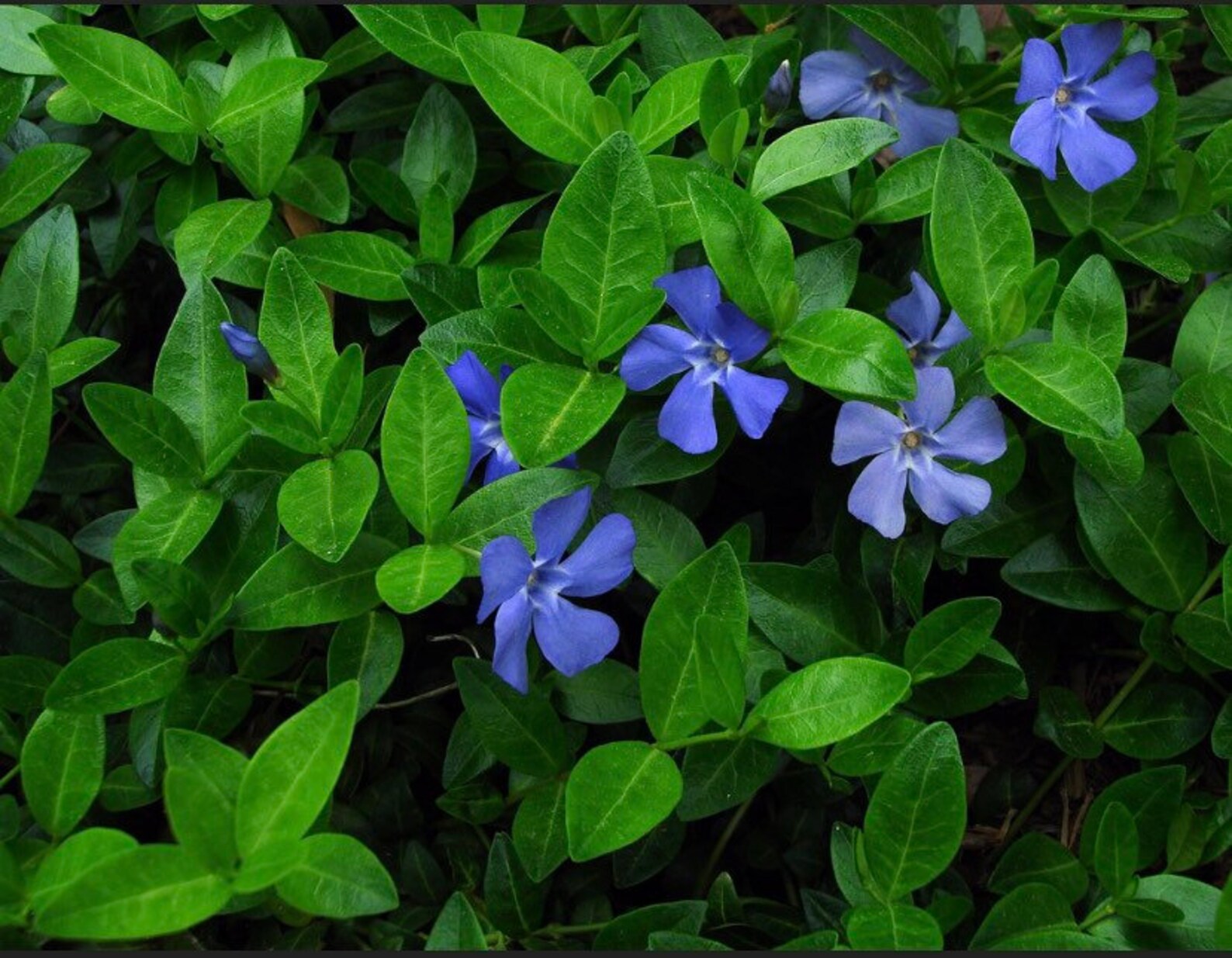 100 Vinca Minor Vine Periwinkle Creeping Myrtle Ground Cover Bare Root