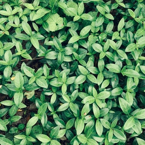 100 Vinca Minor Vine Periwinkle Creeping Myrtle Ground Cover Bare Root Plants