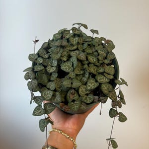 May include: A String of Hearts plant in a dark green pot. The plant features heart-shaped leaves with a mottled pattern, cascading down from the pot. The leaves are a mix of green and gray-green. The pot is held by a person.