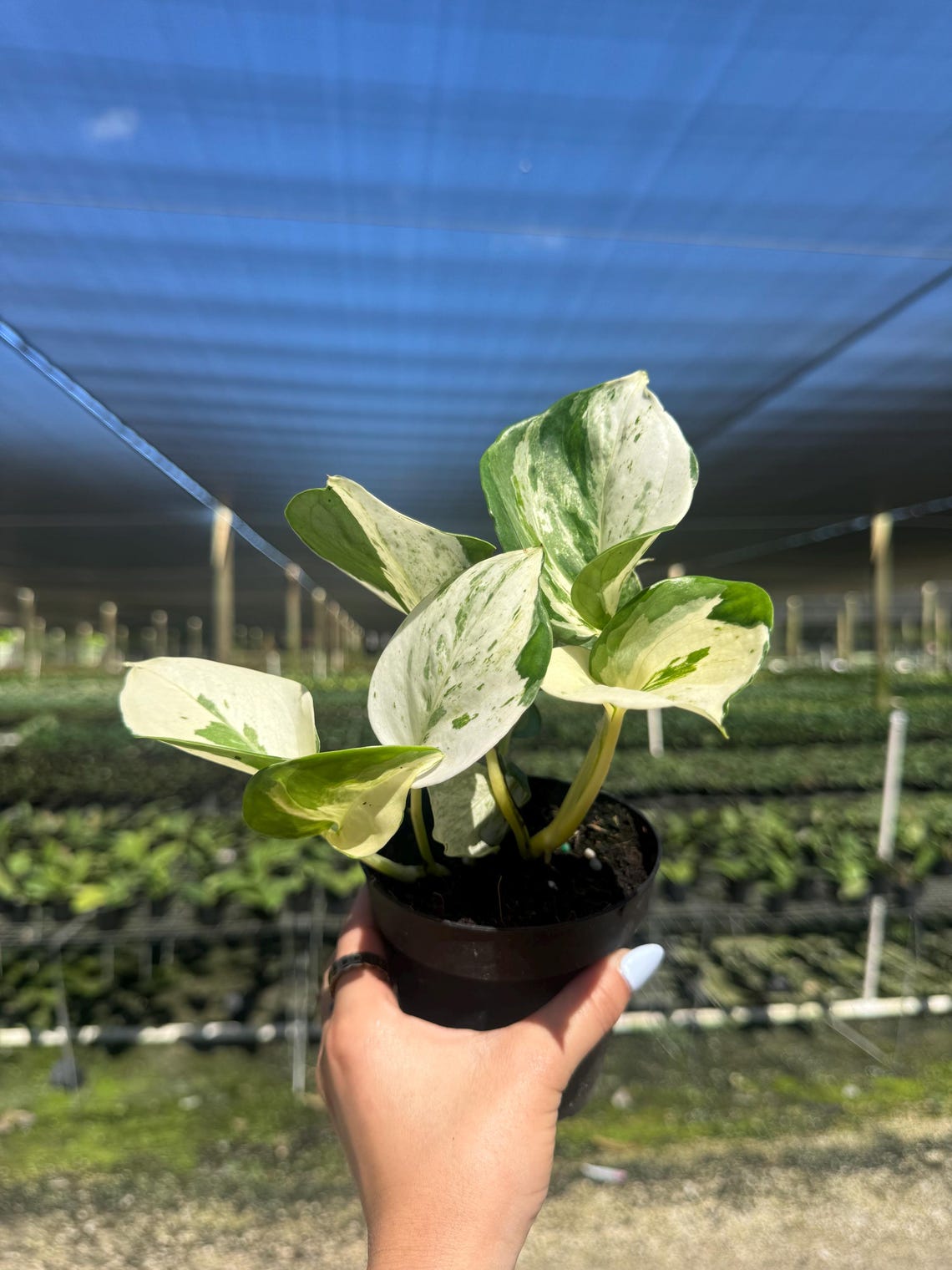 Pothos Manjula 4 Inch Live Plant - Variegated Trailing Houseplant - Etsy