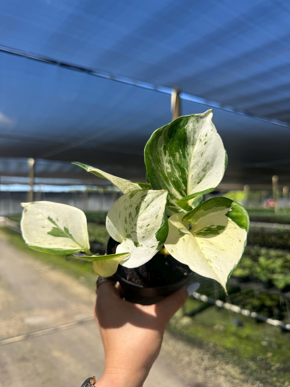 Pothos Manjula 4 Inch Live Plant - Variegated Trailing Houseplant - Etsy