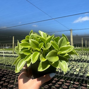 May include: A vibrant green Peperomia plant in a black pot. The plant has rounded, glossy leaves and is held in front of a nursery setting with rows of plants under a blue sky.