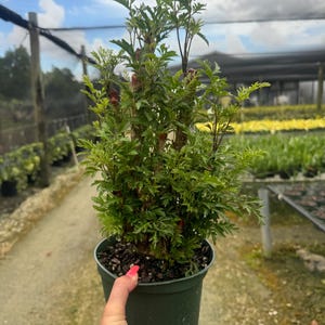 May include: A green potted plant with multiple stems and small, green, leafy foliage. The plant is in a dark green plastic pot, held by a hand with a red painted fingernail. The background shows a nursery setting with other plants and a cloudy sky.