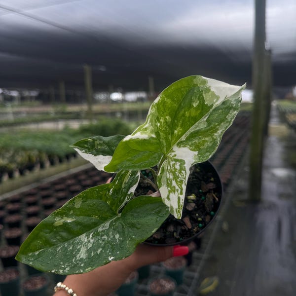 Syngonium Albo ~ Variegated Arrowhead Plant in 4” Pot | Live Indoor Plant