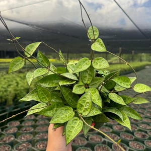 May include: A potted Hoya plant with vibrant green, textured leaves and long, slender stems. The plant is held in a hand, with a gold beaded bracelet visible. The background shows a greenhouse setting with rows of potted plants.