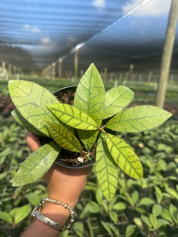 Hoya Callistophylla in 4” Pot | Pet Safe l Live Indoor Plant