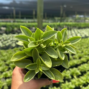 May include: A small potted plant featuring dense, succulent-like foliage with pointed, light green leaves. The leaves display subtle, darker green veining patterns and are arranged in a compact, symmetrical rosette formation within a black plastic container.