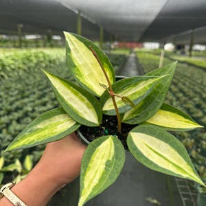 May include: A Hoya plant in a small black plastic pot featuring pointed, lance-shaped leaves with a variegated pattern. The leaves display a dark green outer margin surrounding a bright cream-colored center stripe with visible vein textures.