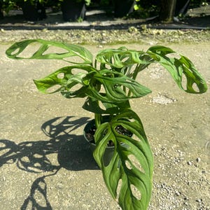 May include: A Monstera adansonii plant with vibrant green, heart-shaped leaves featuring distinct natural perforations or fenestrations. The plant is potted in a simple dark container, showcasing its trailing foliage and textured leaf surfaces.