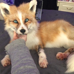 May include: A red fox with white markings and striking blue eyes is being petted. The fox has a fluffy, orange and white coat. The fox is lying on a dark grey surface. The fox's fur is a mix of orange, white, and brown.