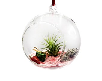DIY Holiday Air Plant Kit, A Gift That Keeps Giving