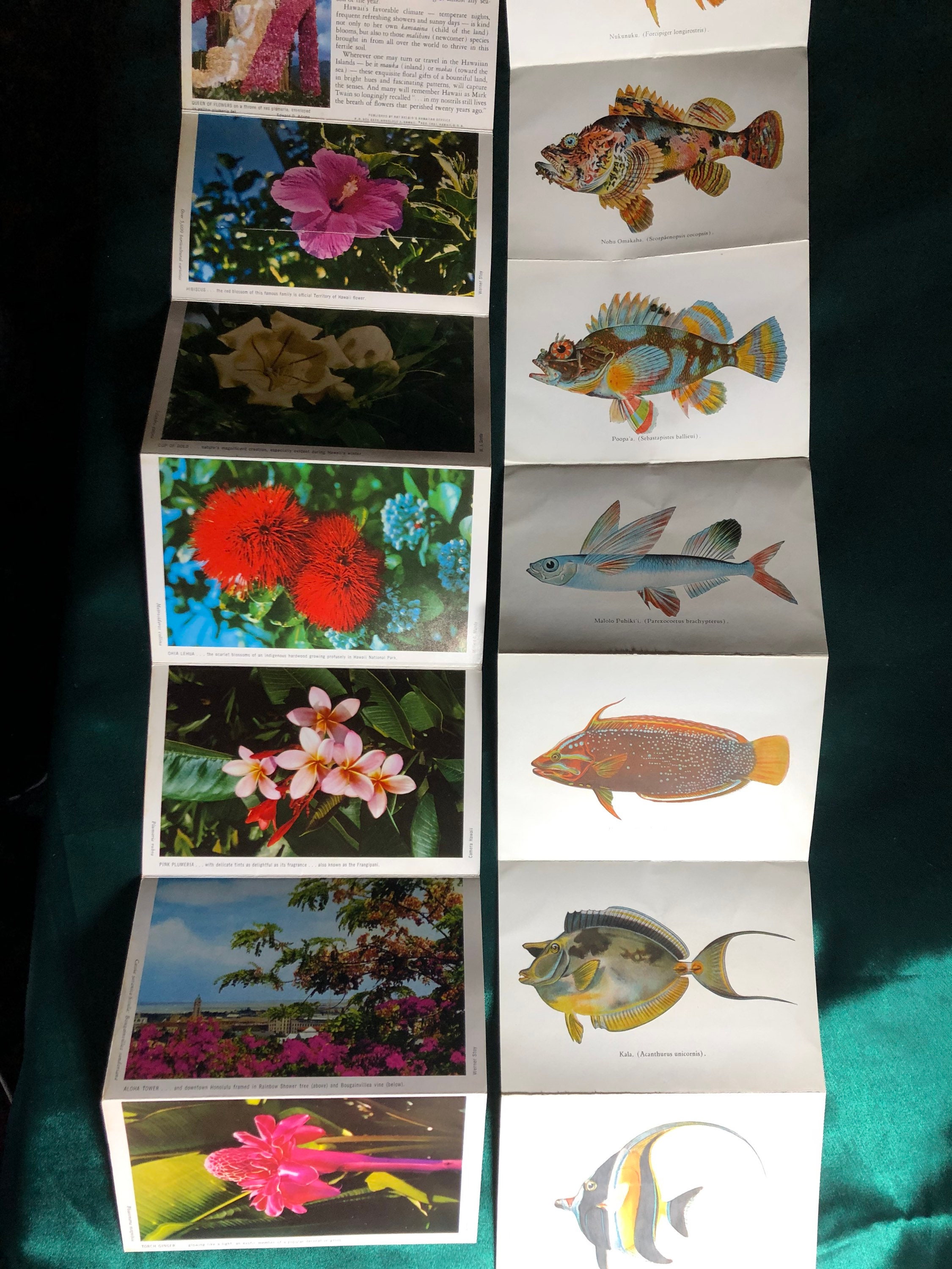 【今日の超目玉】 Two Vintage of Fishes Hawaii, of Booklets Photo Souvenir コレクション