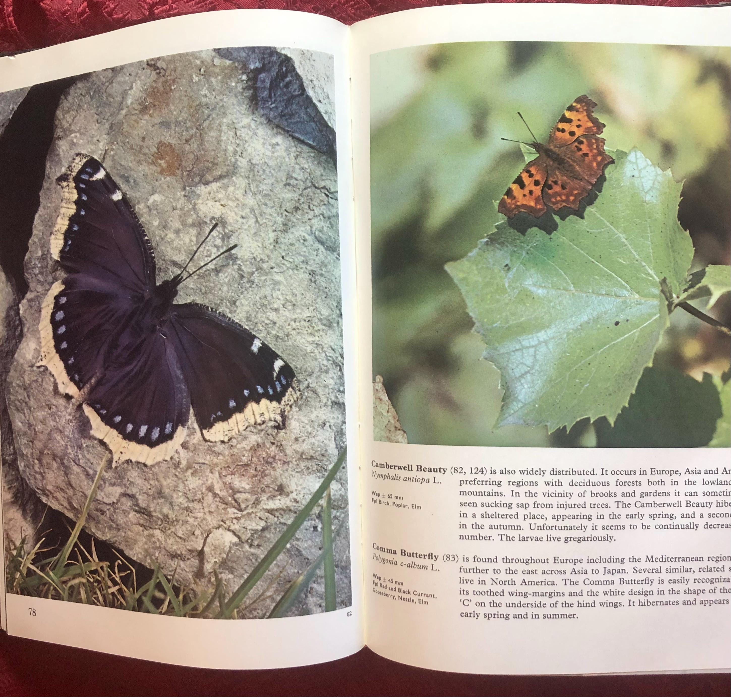 Butterflies of the World by Alexander B. Klots, Plus the