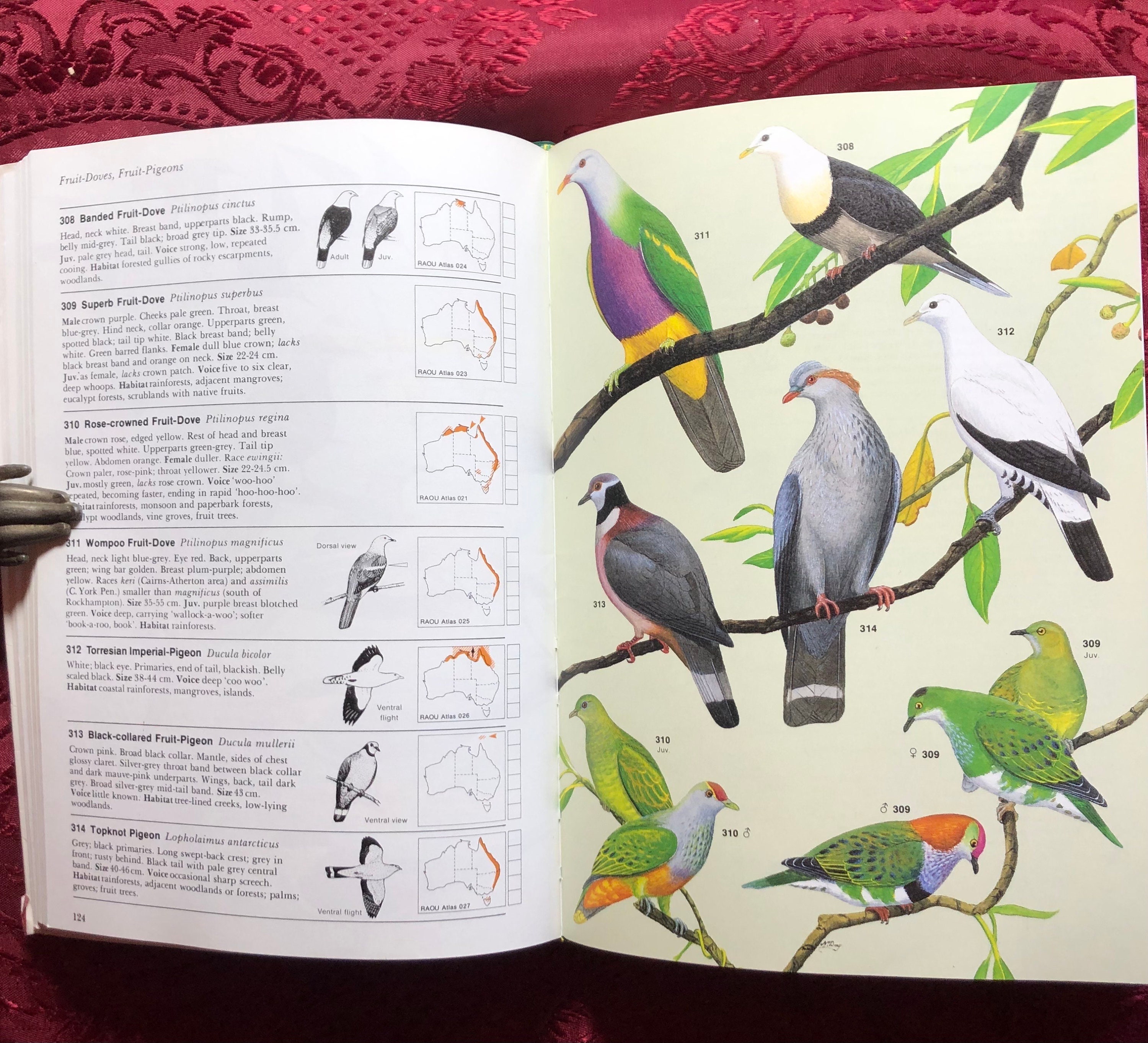 Simpson & Day Field Guide to the Birds of Australia, Complete in One