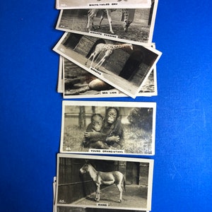 Rare Complete set of Zoo Animal Cigarette Cards