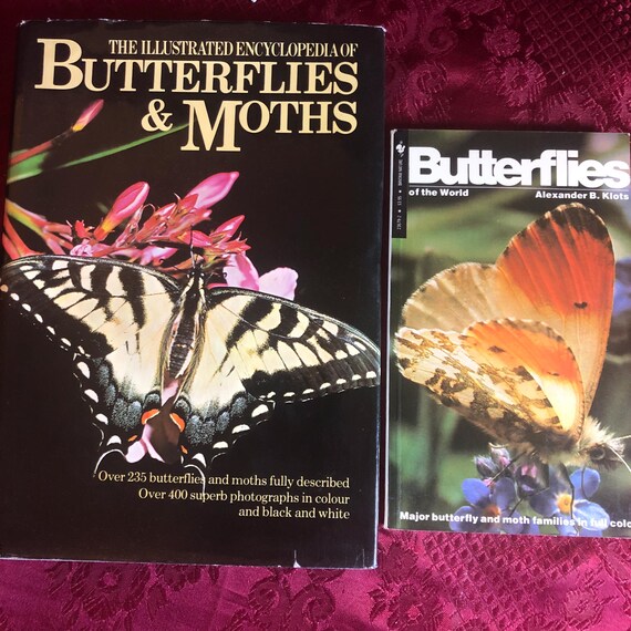 The International Butterfly Book 英語版 初版本 The International