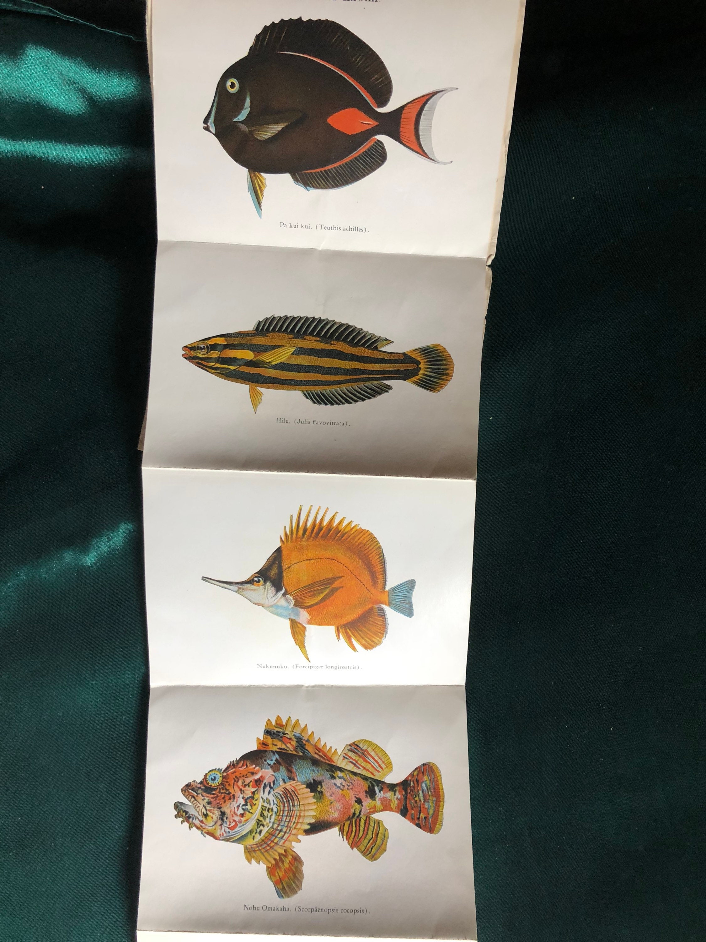 Two Vintage Souvenir Photo Booklets of Hawaii, Fishes of