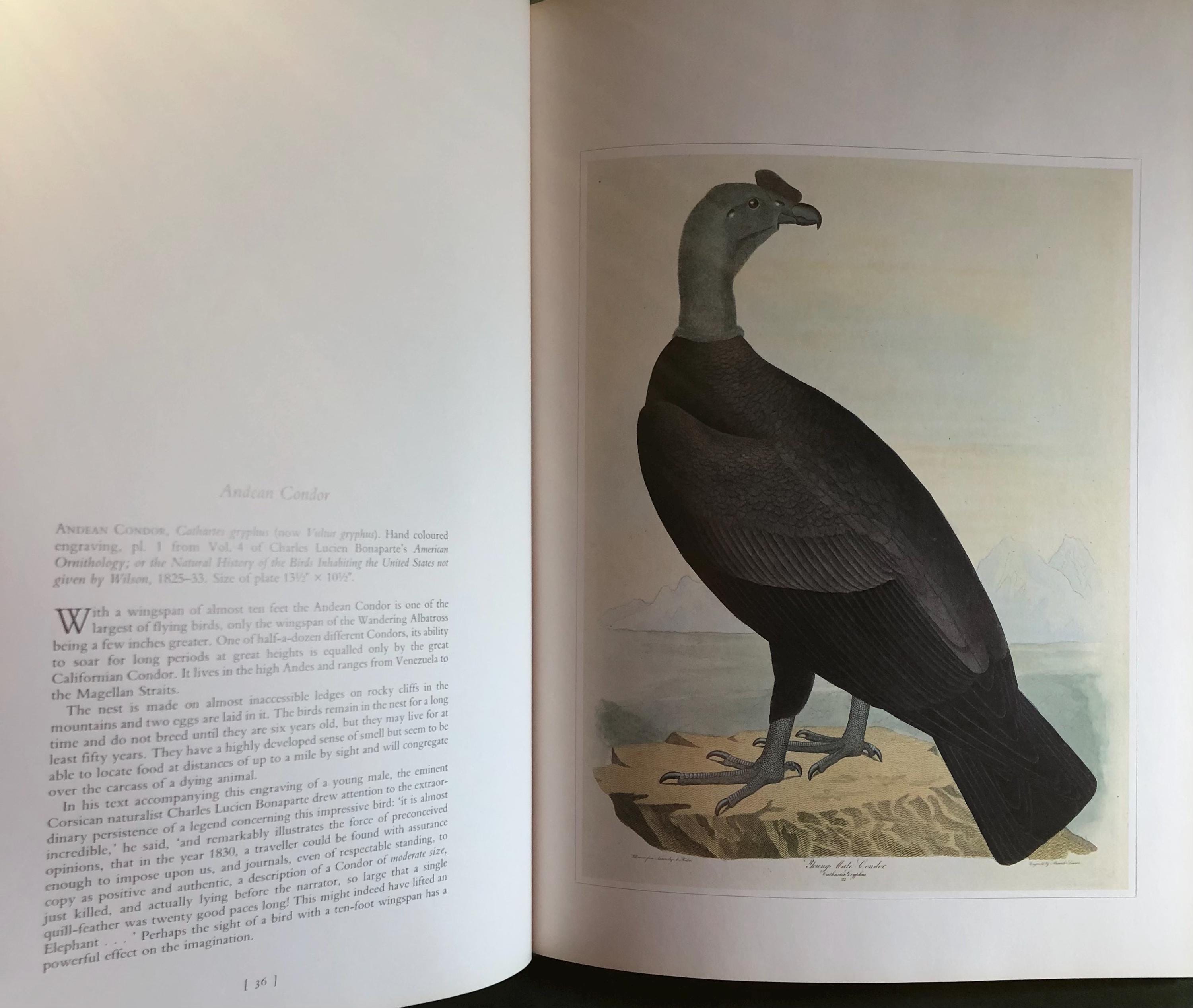 Birds-classic Natural History Prints, A Book by S. Peter Dance