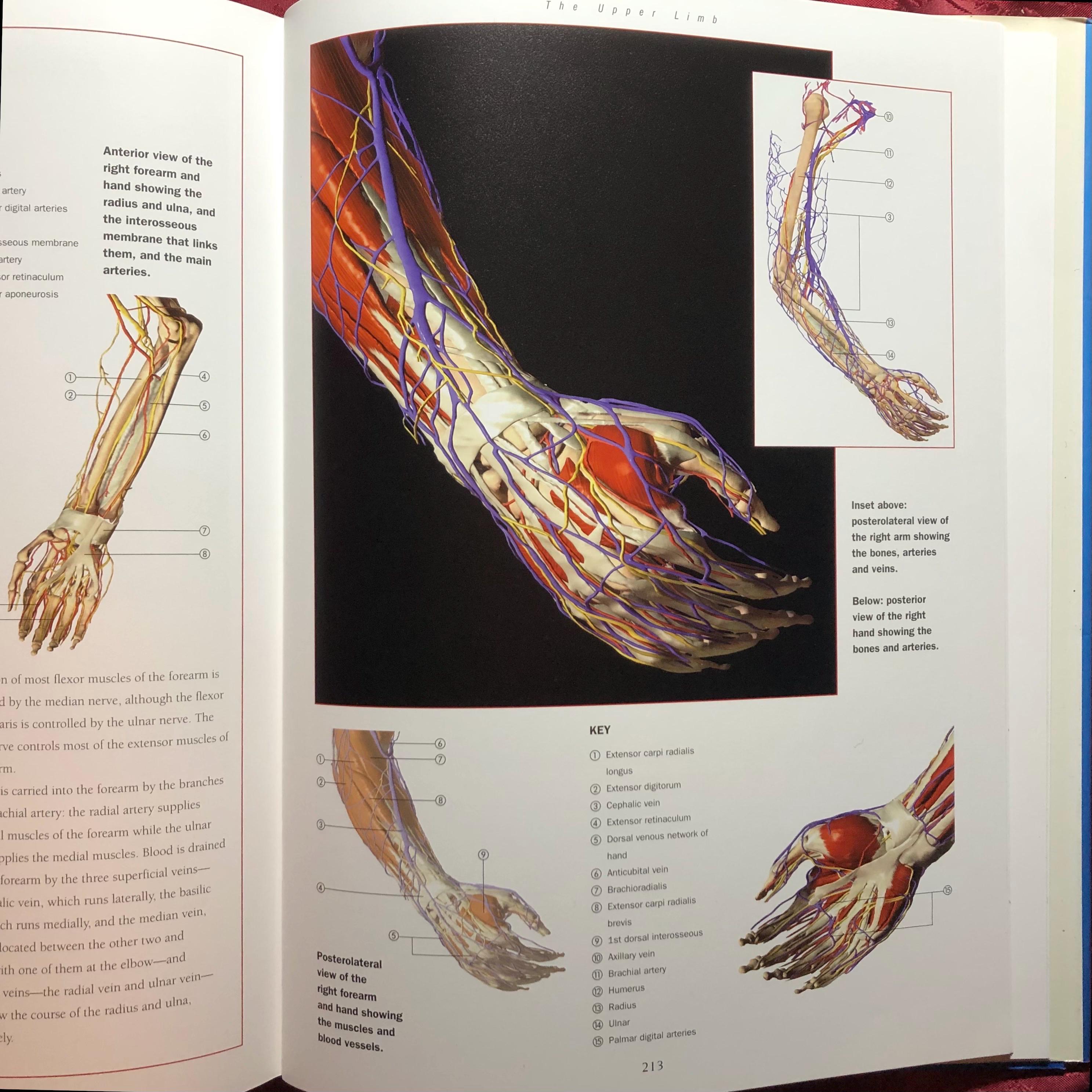 New Atlas of Human Anatomy, A Book Edited by Thomas Mccracken, the