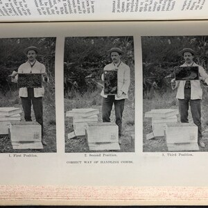 The Journal Of Department Of Agriculture Of Victoria, Australia, Vol. XI 1913, Farming, Historic Photographs, BeeKeeping.