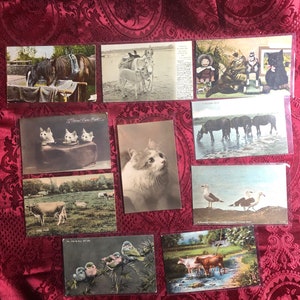 Set Of Ten Antique Postcards Featuring Animals, Cows, Horses, Cats, Donkey, Birds, All Genuine Early 20th Century Postcards, Stamps,