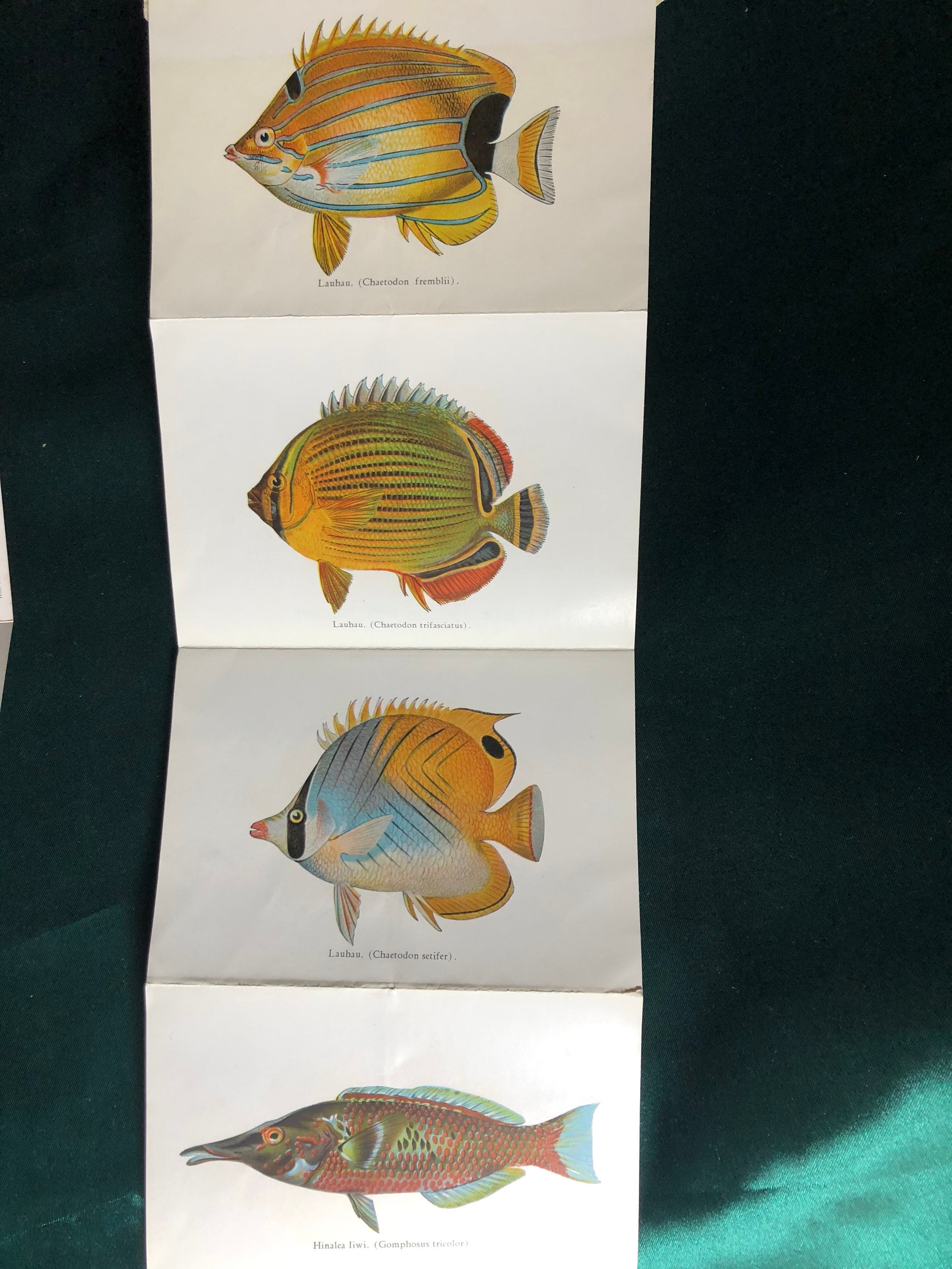 Two Vintage Souvenir Photo Booklets of Hawaii, Fishes of