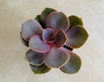 Echeveria Perle von Nürnber Large Succulent Houseplant 10.5cm Pot