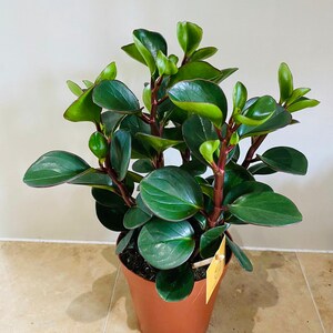 Peperomia Burning Bush in a 12cm Pot