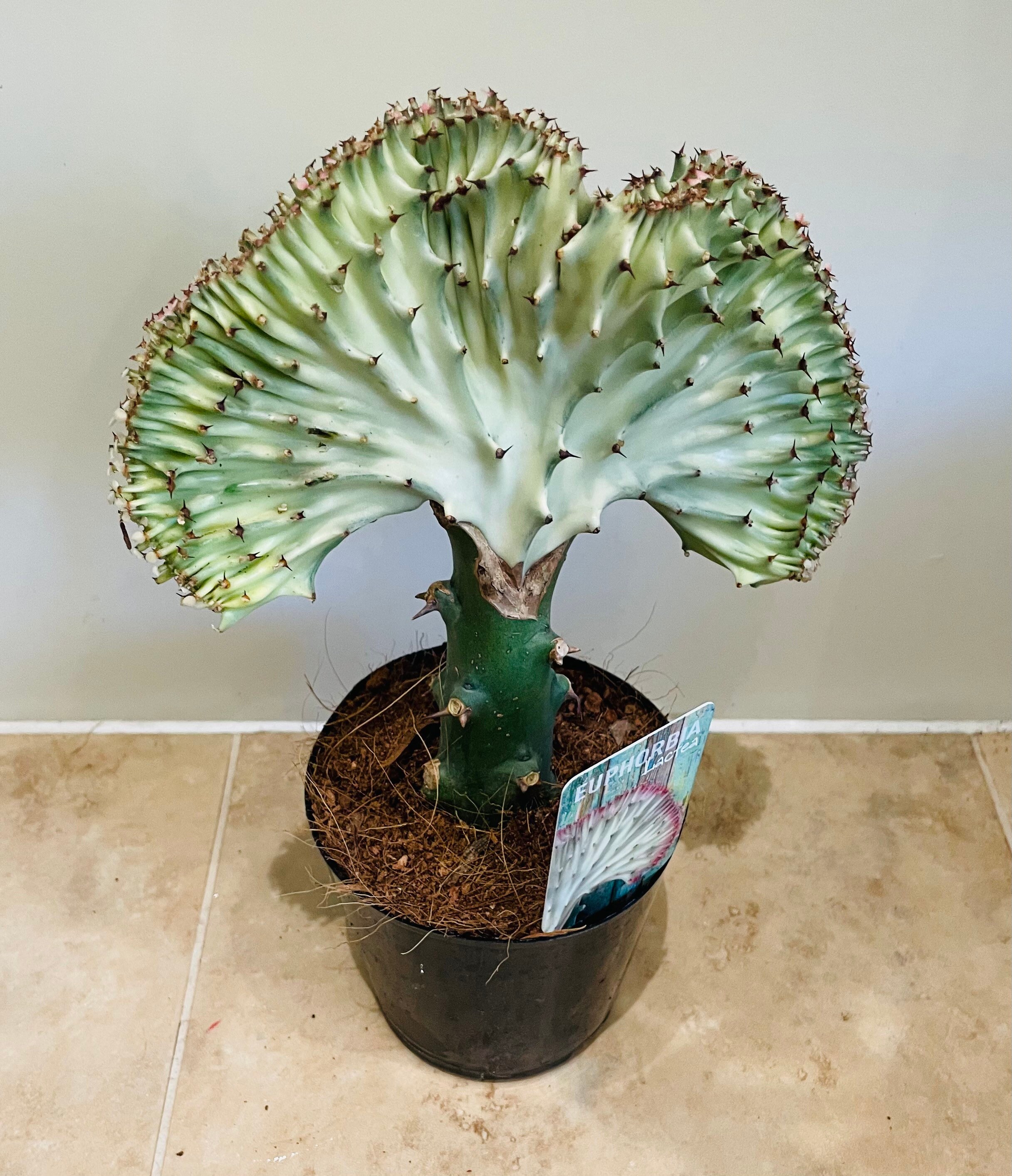 Euphorbia Lactea Cristata Mermaid Tail Coral Cactus in a Etsy