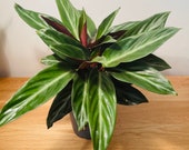 Stromanthe Sanguine in 12cm pot