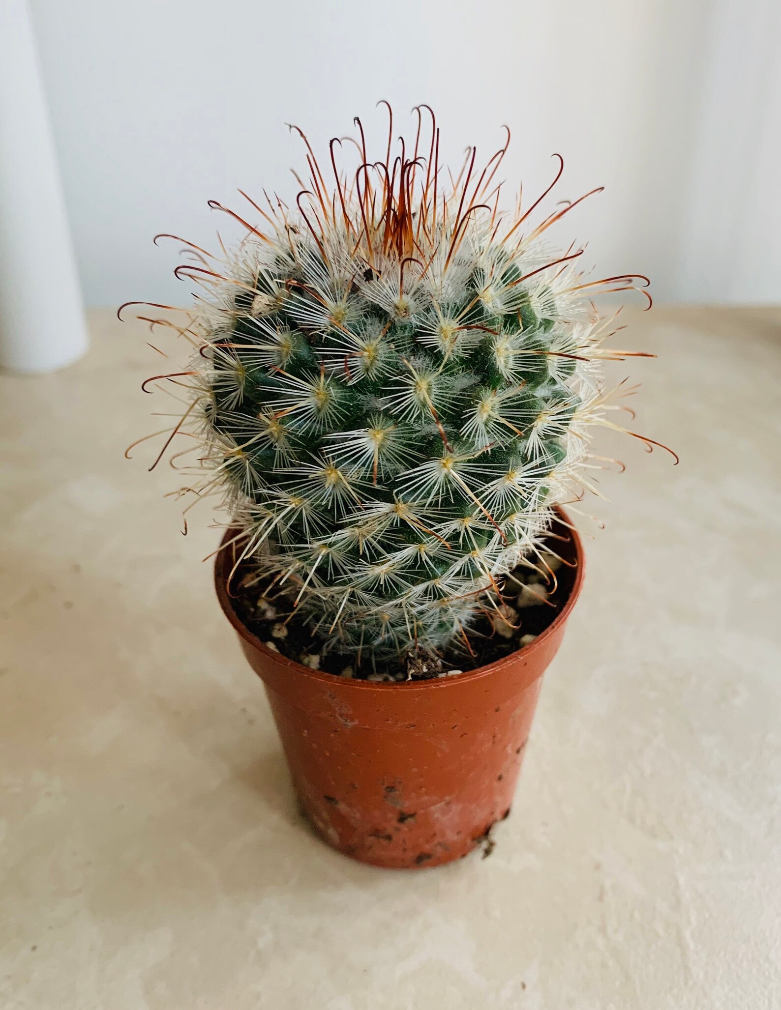 Mammillaria Bombycina Fish Hook Cactus in 5.5cm | Etsy
