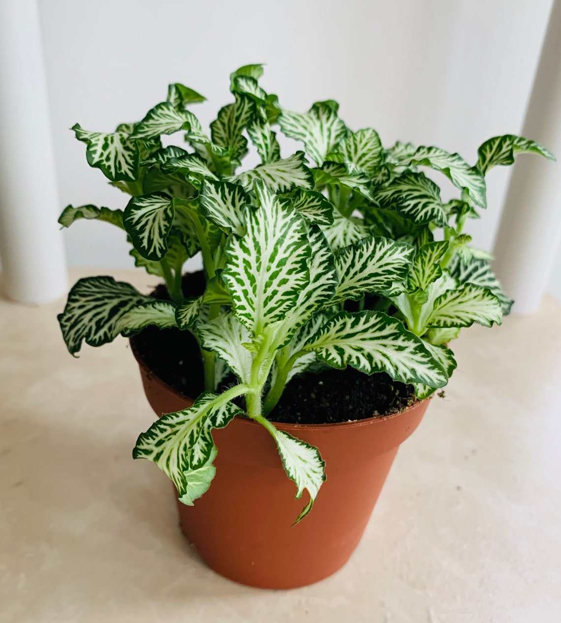 Fittonia Nerve Plant Terrarium Plant White Vein in 6.5cm pot Etsy