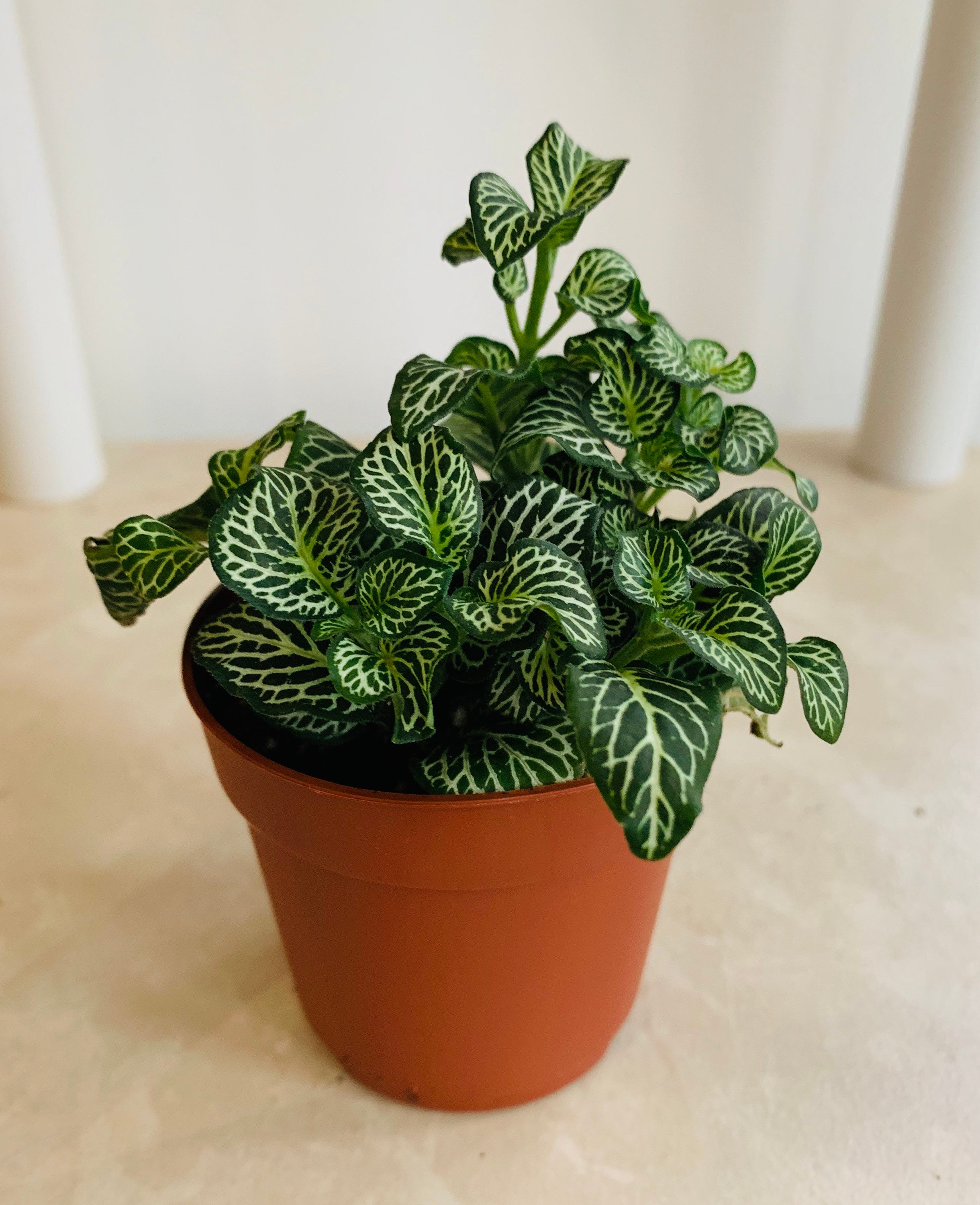 Fittonia Nerve Plant Terrarium Plant white Vein in 6.5cm