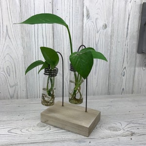 May include: A wooden plant stand with two glass vials holding green plants. The vials are suspended by black metal supports. The wooden base is rectangular and light-coloured. The plants have large, heart-shaped leaves.