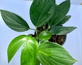 Rhaphidophora Decursiva