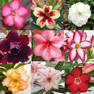 20 Desert Rose Adenium Obesum Seeds. Mixed assorted random unknown colors.
