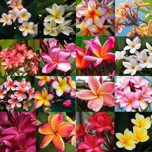 SEEDS! 20 Hawaiian Plumeria Seeds. Mixed assorted random unknown colors.