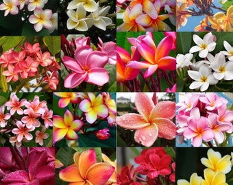 SEEDS! 20 Hawaiian Plumeria Seeds. Mixed assorted random unknown colors.