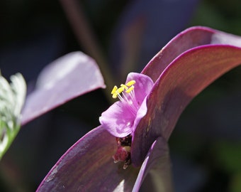 3 Pack - Purple Heart Live Rooted plants 5-9” Tall