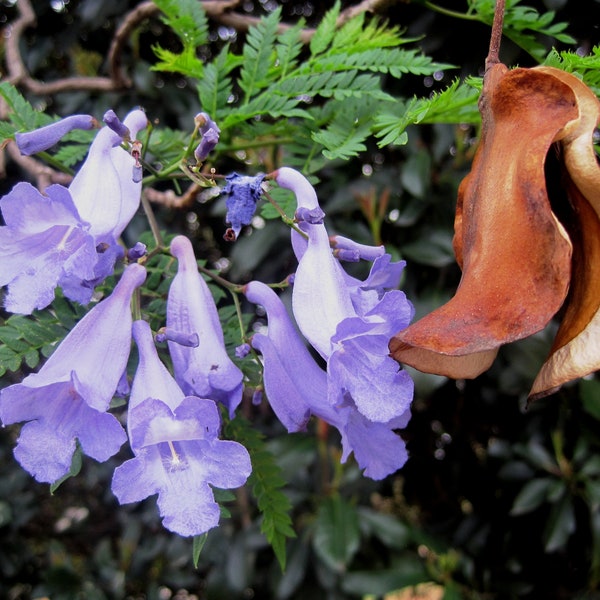 20 Jacaranda Tree Seeds Mimosifolia Purple Indigo Lavender Trumpet Flowers